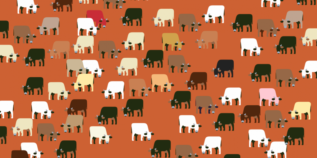 Cow Protection