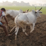 New MSP for Kharif crops