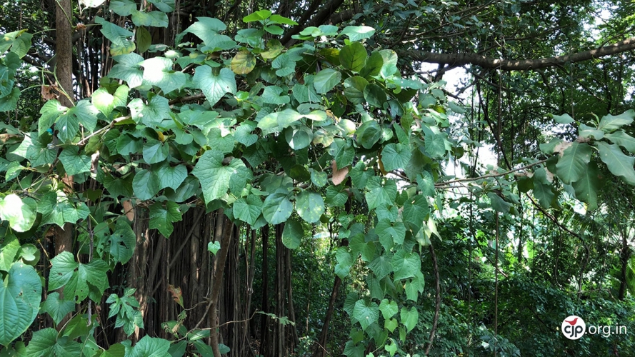 In Pictures: A Walk Through Aarey | CJP