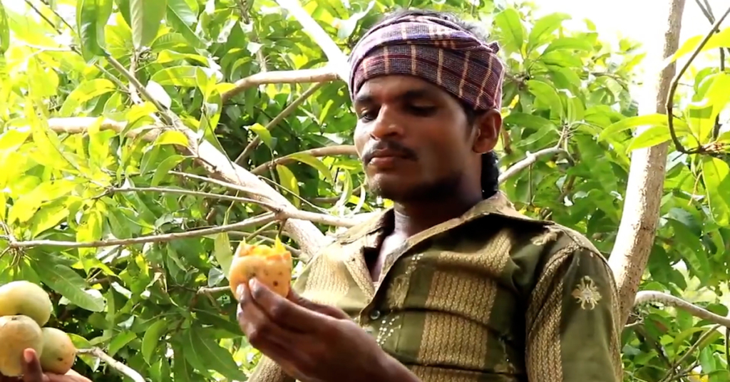 Mango Sellers Malda