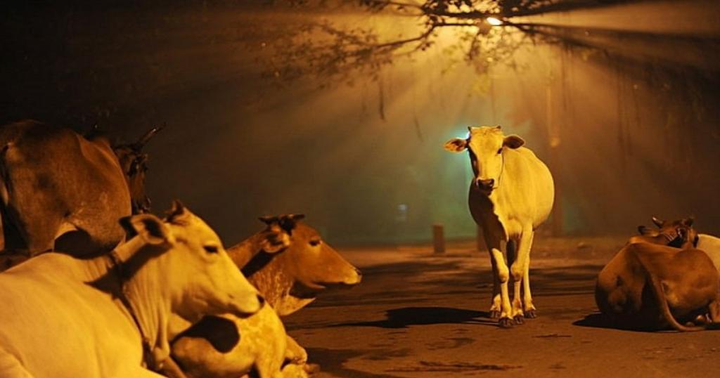 Cow slaughter